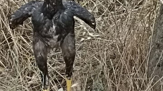 Bu Tavukmu Horozmu Ya?