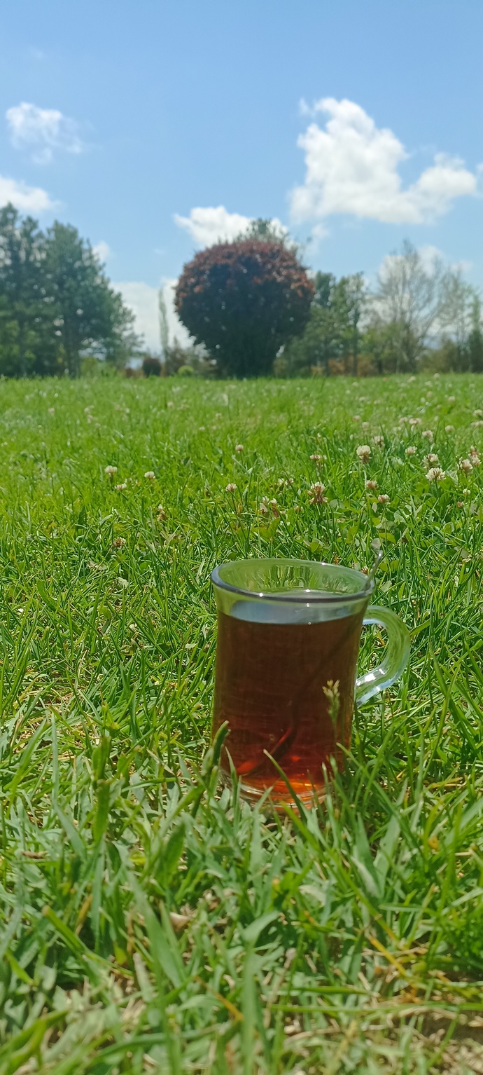 Pikniğe gidermisiniz?
