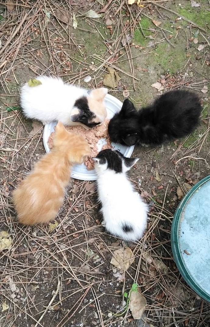 Evcil hayvan beslemek mi, yoksa doğayı gezmek mi daha çok hoşuna gider?