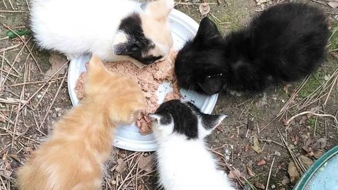 Evcil hayvan beslemek mi, yoksa doğayı gezmek mi daha çok hoşuna gider?