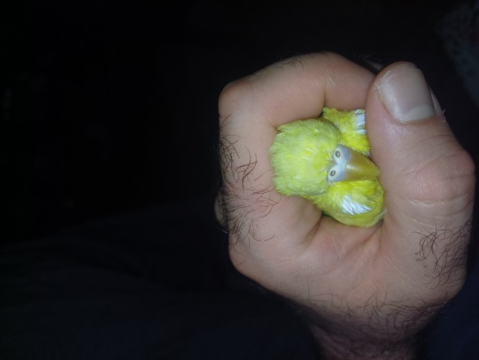 Erkek muhabbet kuşumu?