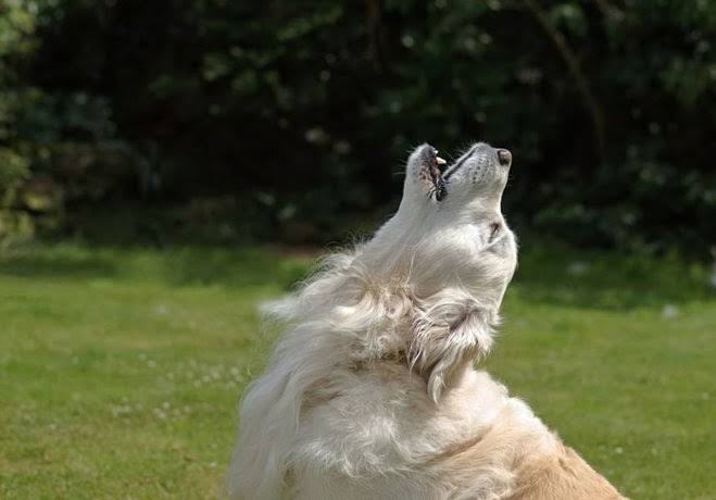 Köpek uluması neyi ifade ediyor?