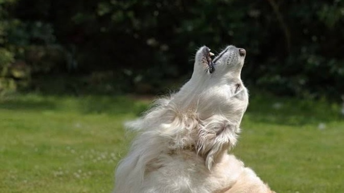 Köpek uluması neyi ifade ediyor?