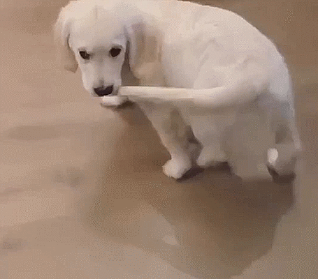Kedileri mi , köpekleri mi daha çok seversiniz?