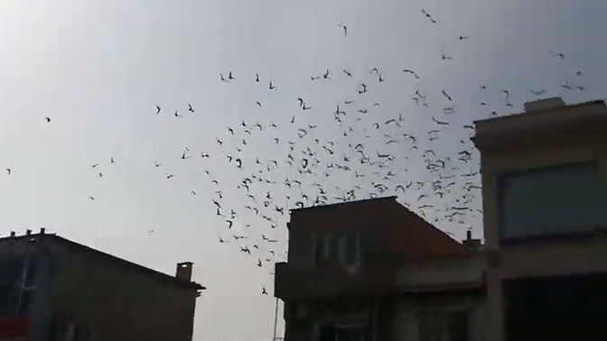 Kaçmayı sever misiniz?