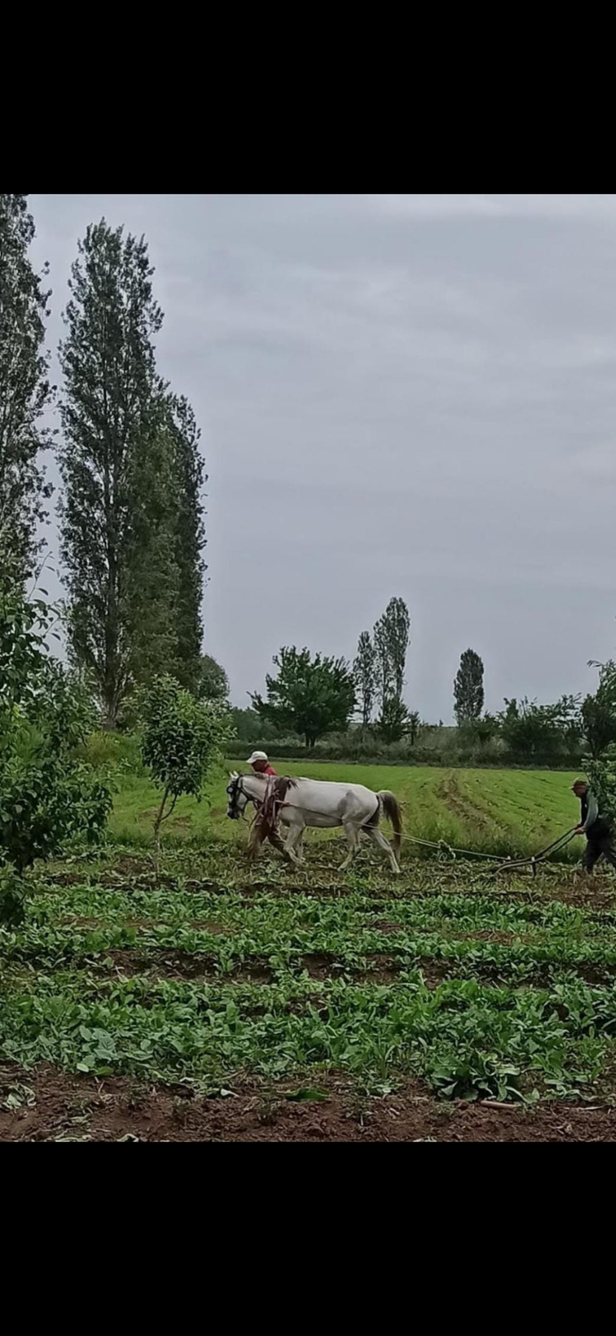 Sevgilinizle tarlada çalışmak romantik olur muydu?