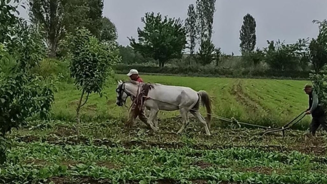 Sevgilinizle tarlada çalışmak romantik olur muydu?
