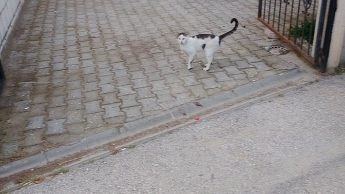 Hayvanlar zor durumda kalsaydı konuşmalıydı sizce saçma mı olurdu?