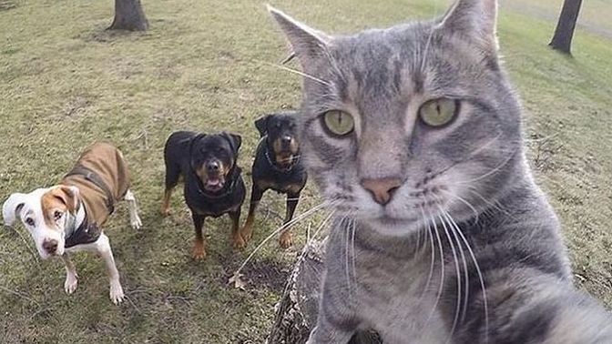 Kedi mi köpek mi? Yoksa “ikisini de uzaktan severim” diyenlerden misin?
