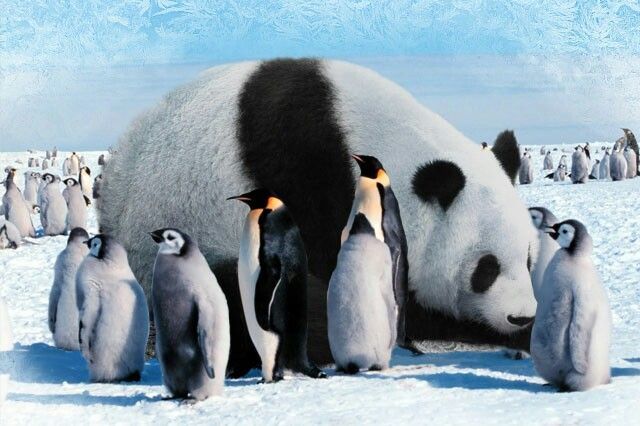 Sence pandalar mı daha tatlı, yoksa penguenler mi?