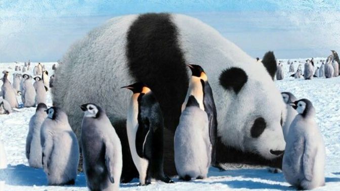Sence pandalar mı daha tatlı, yoksa penguenler mi?