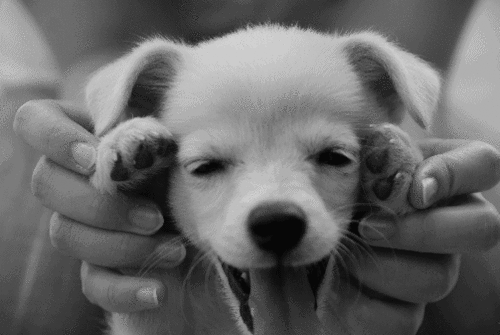 Yavru kedi , köpekleri sever misiniz?