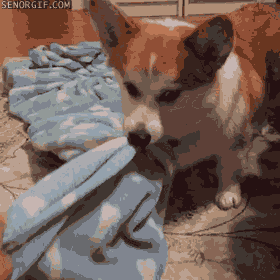 Yavru kedi , köpekleri sever misiniz?