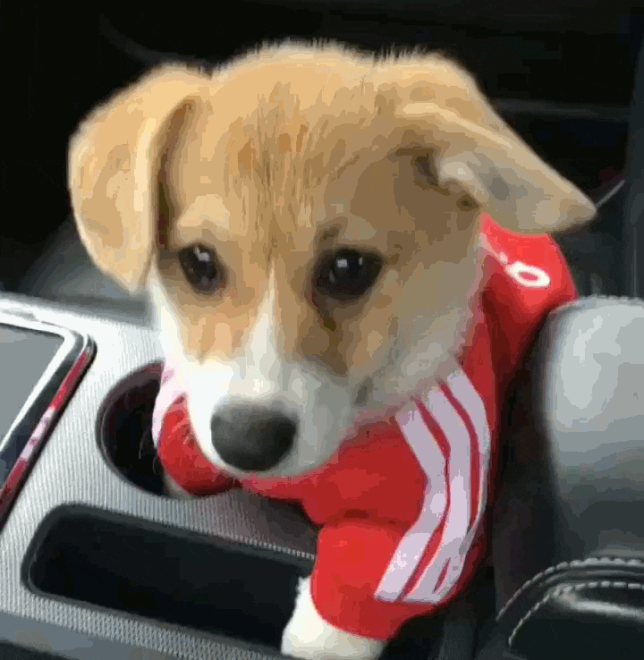 Yavru kedi , köpekleri sever misiniz?