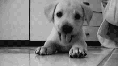 Yavru kedi , köpekleri sever misiniz?
