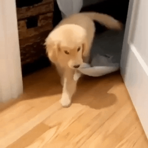 Yavru kedi , köpekleri sever misiniz?