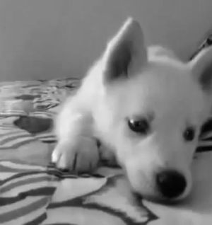 Yavru kedi , köpekleri sever misiniz?