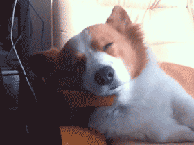 Yavru kedi , köpekleri sever misiniz?