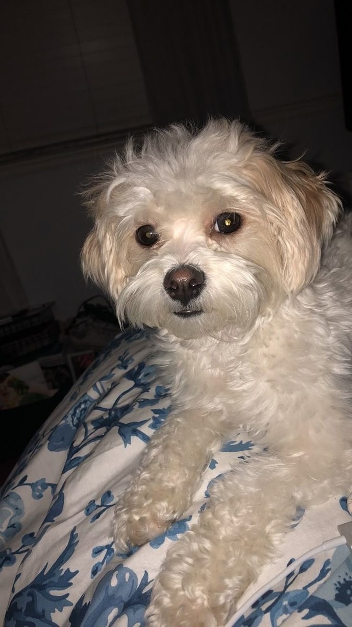 Bu köpüşün ismi ne olsun 🐕🐾🦴?