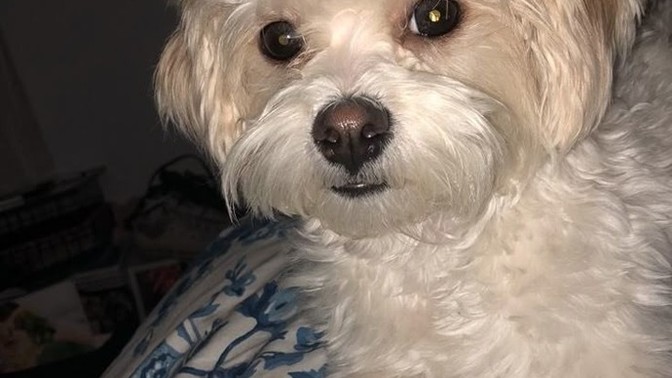 Bu köpüşün ismi ne olsun 🐕🐾🦴?