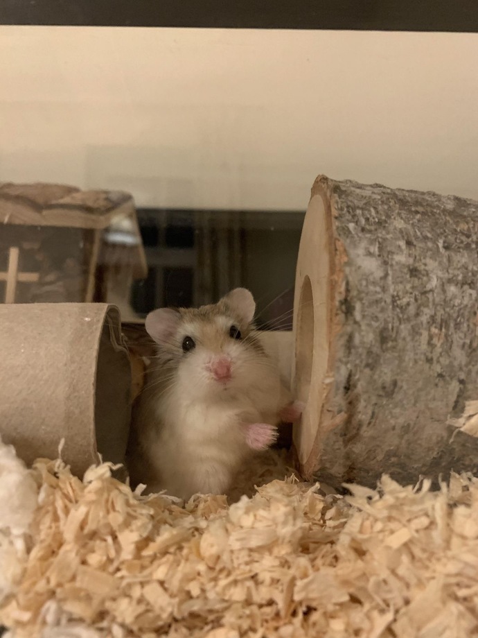 Bir tane cüce hamster yok mu koca ülkede yav?
