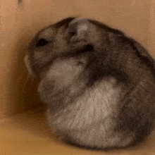 Bir tane cüce hamster yok mu koca ülkede yav?