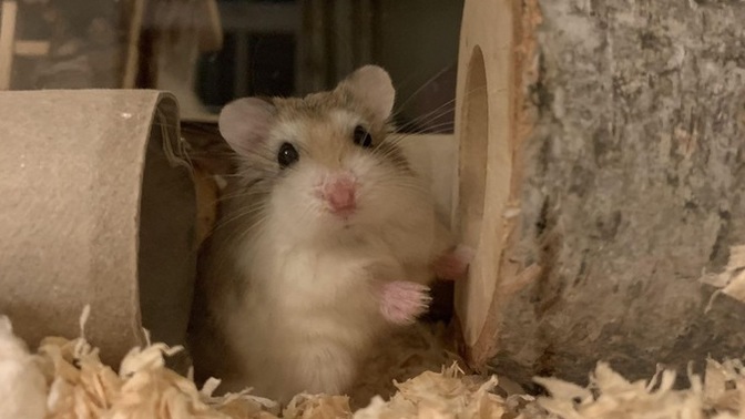 Bir tane cüce hamster yok mu koca ülkede yav?