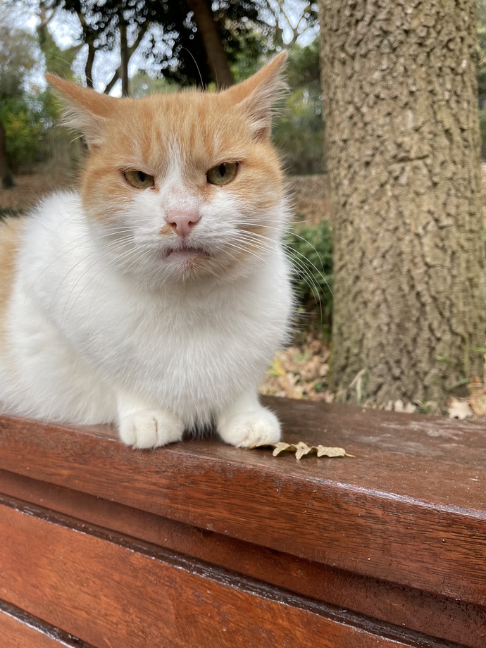 Kedi beslemek istiyor musunuz?