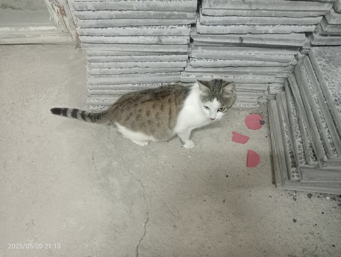 Kedi beslemek istiyor musunuz?