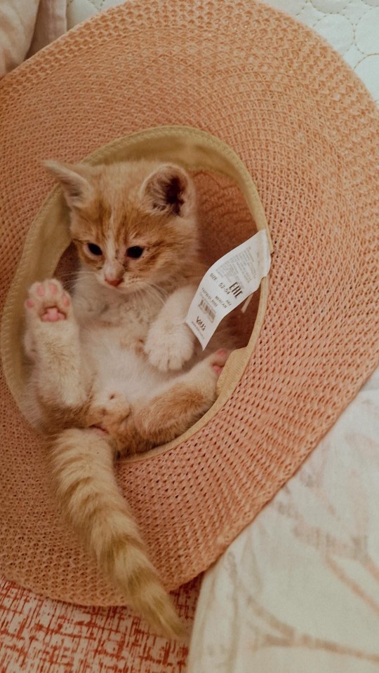 Kedi beslemek istiyor musunuz?