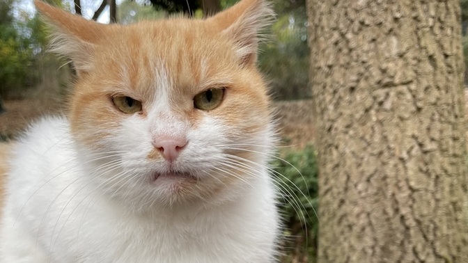 Kedi beslemek istiyor musunuz?