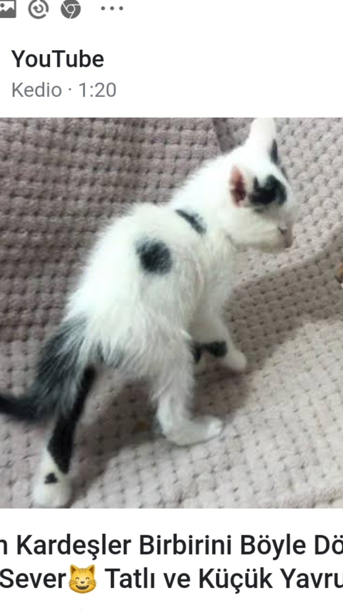 Kizlar bugün okuldan bi hocama kedi sahiplenirdim sizce bu yavru sayılır mi?