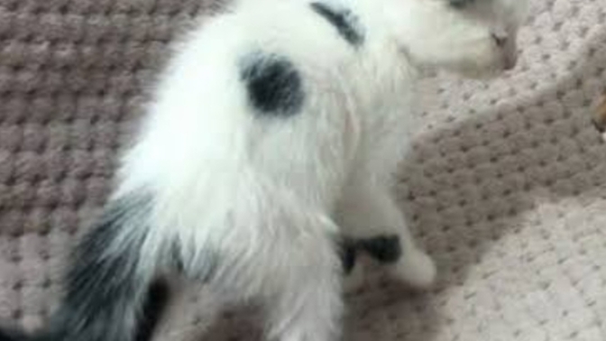 Kizlar bugün okuldan bi hocama kedi sahiplenirdim sizce bu yavru sayılır mi?