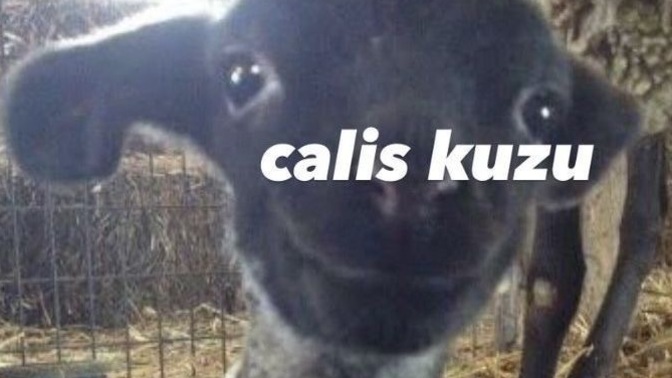 Günaydın, hayırlı sabahlar modemin içindeki arkadaslarım nasılsınız?