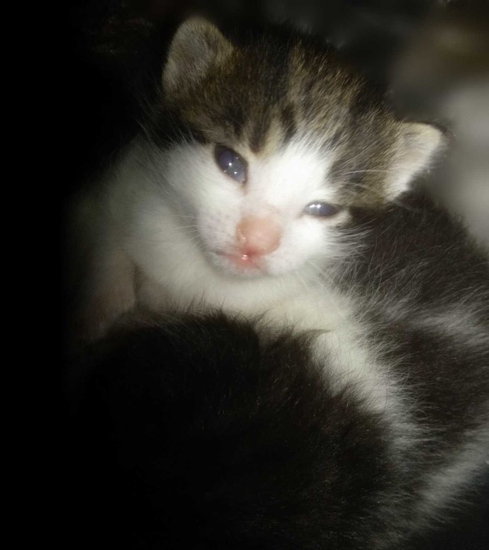 Bu şapşikin adı ne olsun 😻?