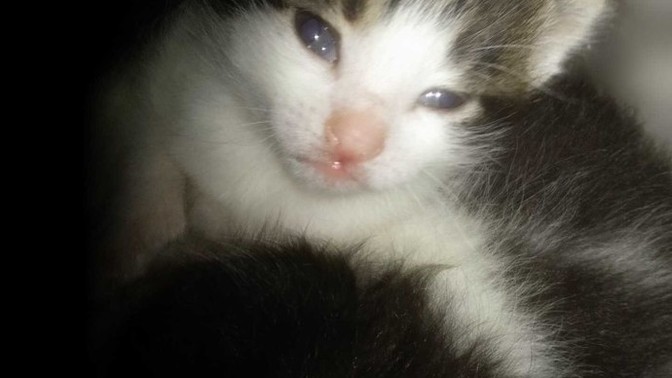 Bu şapşikin adı ne olsun 😻?