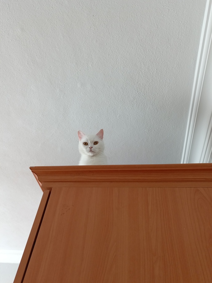 Evcil hayvaniniz var mi?