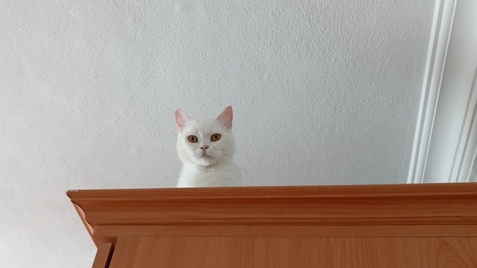 Evcil hayvaniniz var mi?