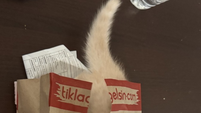 Her halinizden anlayan birileri var mı?
