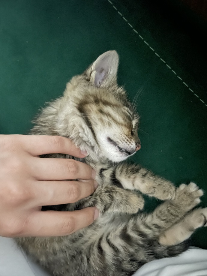 Yemeden yanında yatılır mı sizce bu tatlışın?