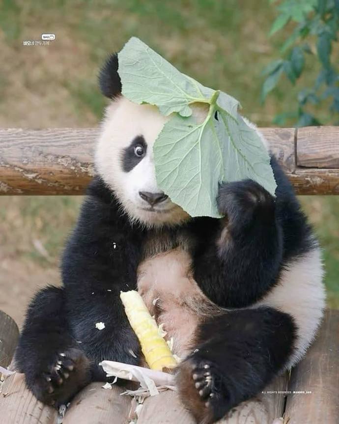 Panda beslemek ister miydiniz?