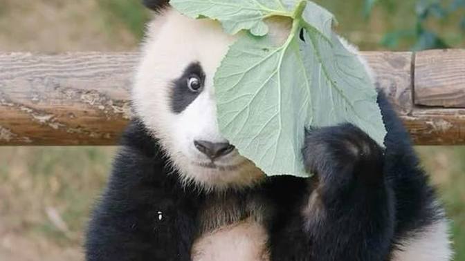 Panda beslemek ister miydiniz?