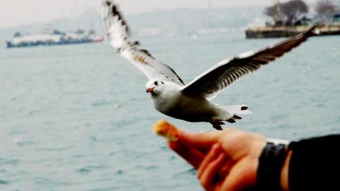 Martılara simit attınız mı?