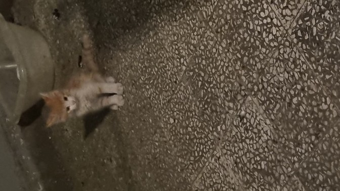 Sizce kedim nasıl?