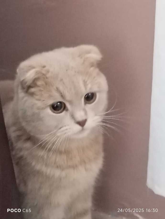 Kedim eve işemeye başladı neden?