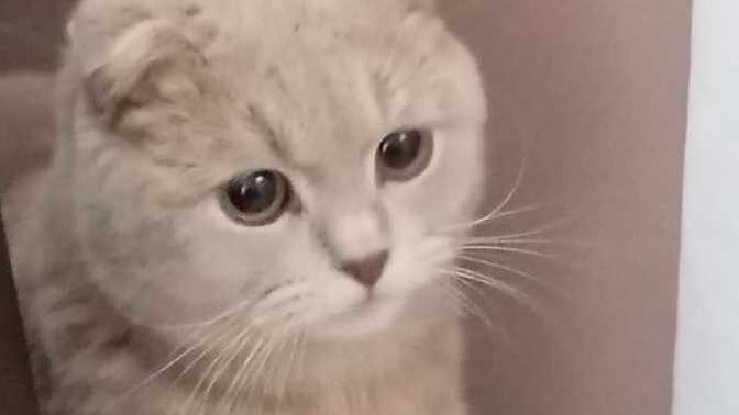 Kedim eve işemeye başladı neden?