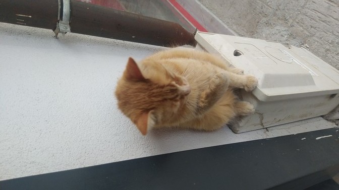 Sizce benim sarman kızım nasıl?