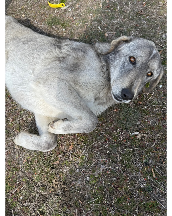 Bu köpeğin cinsi ne? Var mı bilecek zeki kişi?