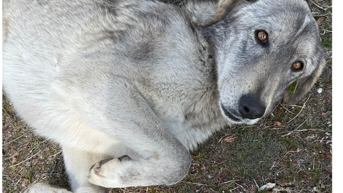 Bu köpeğin cinsi ne? Var mı bilecek zeki kişi?