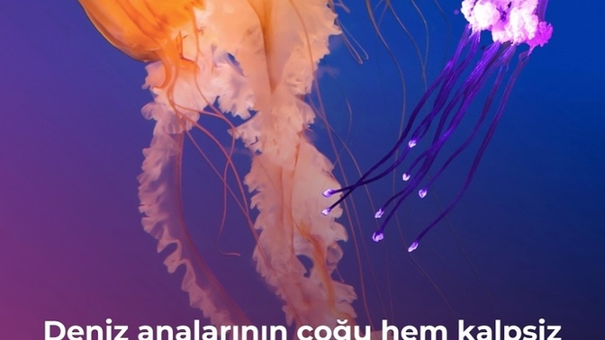 Deniz analarının çoğu hem kalpsiz hem beyinsizmiş, bu size de birini çağrıştırıyor mu?
